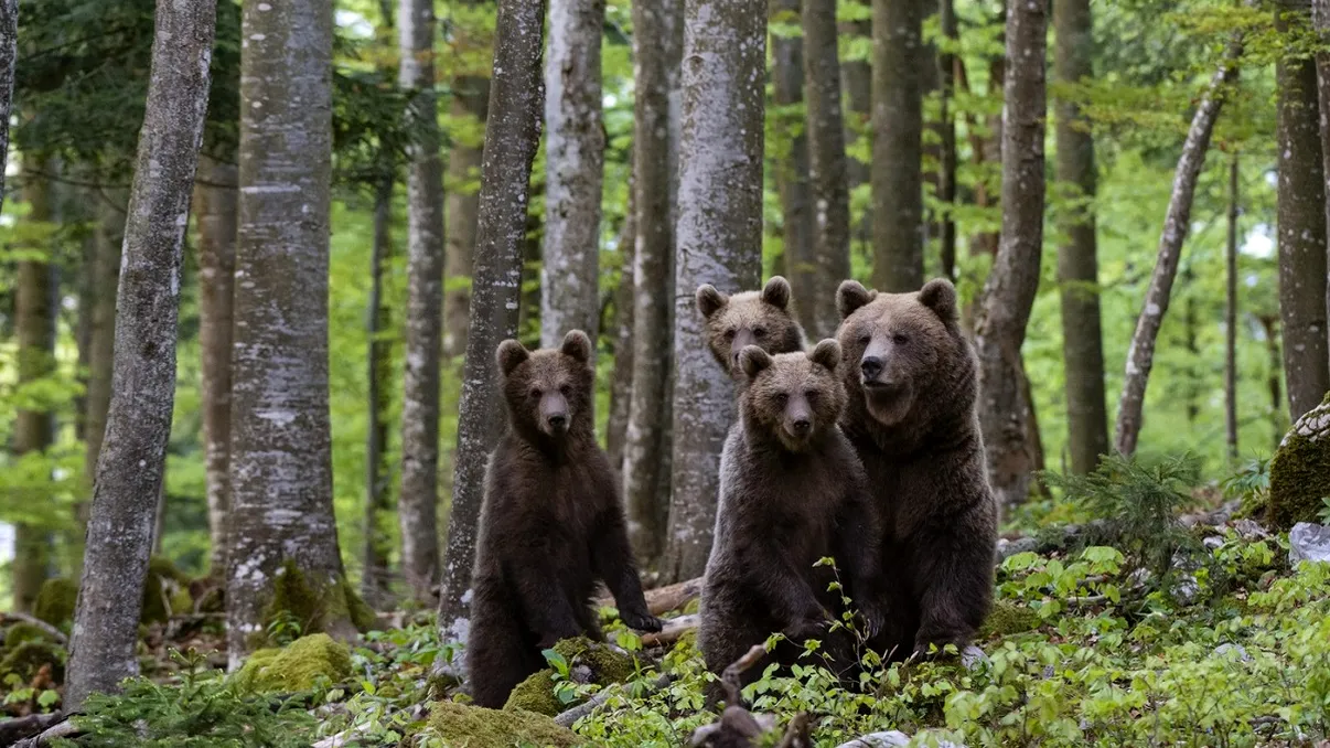 Urşii din România au început să intre în pensiuni. Proprietarii şi turiştii, speriaţi de ceea ce ar putea păţi