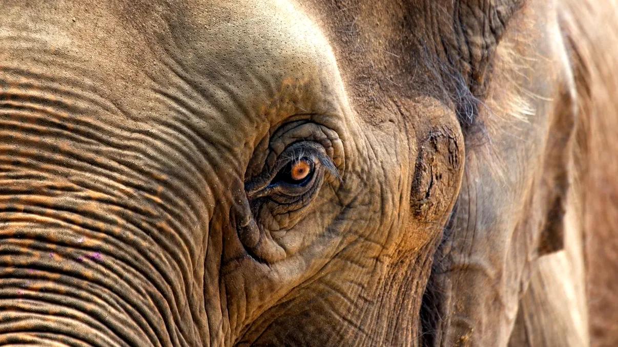 A murit cel mai bătrân elefant din lume. Povestea animalului care ar fi putut ajunge în Cartea Recordurilor, dar i-a stat în cale birocrația