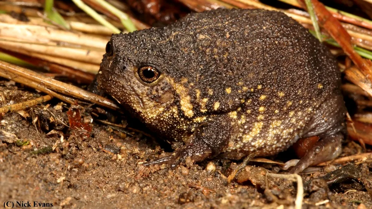 O nouă specie de broască a fost descoperită recent – și pare că e destul de supărată, dar nu știm exact de ce