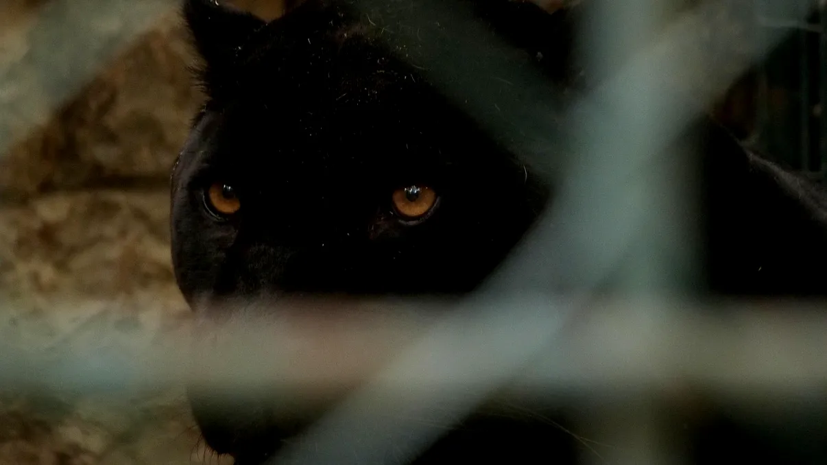 Misterul „panterei negre” din România. Experții bulgari susțin că ar fi, de fapt, un câine de talie mare