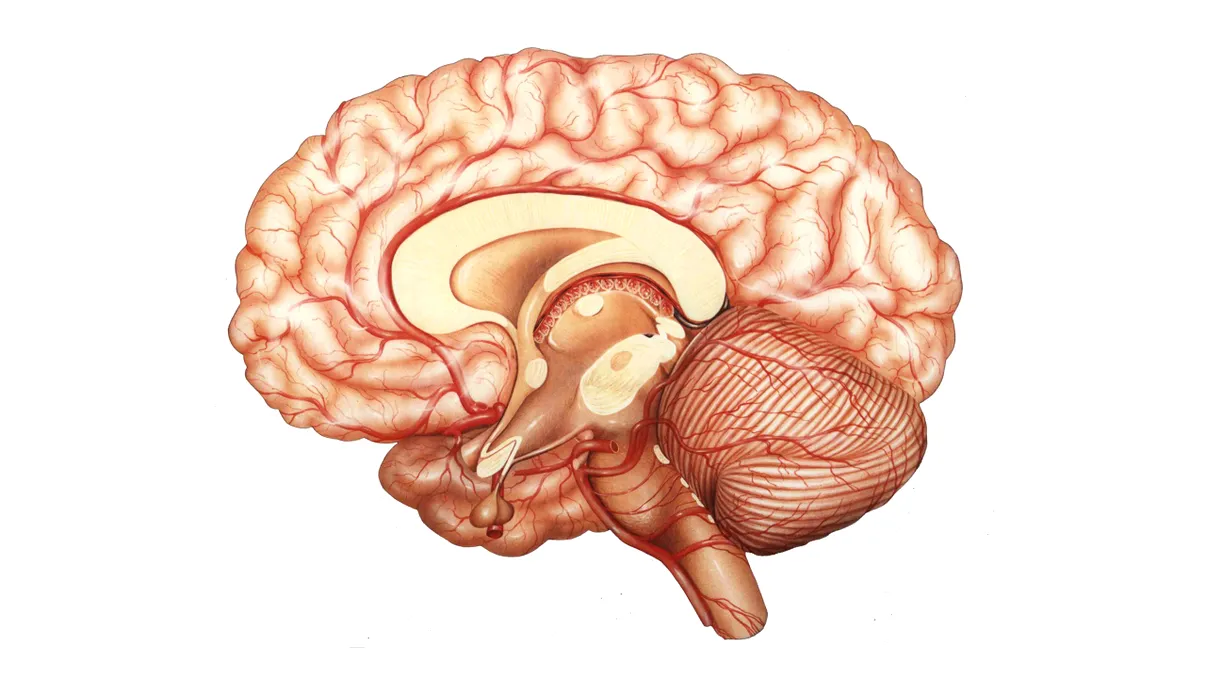 Se poate „umple” creierul cu amintiri? Ce spun neuroștiințele despre capacitatea memoriei umane