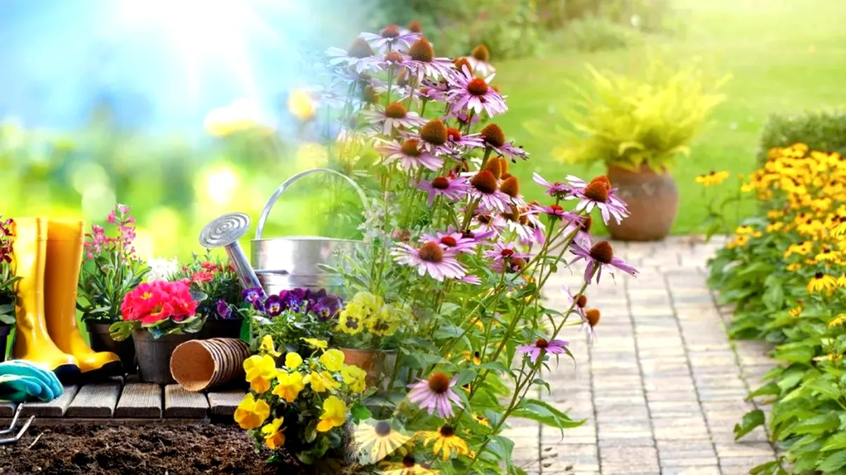 Ce legume se plantează în luna septembrie. Secretul grădinarilor pentru o recoltă reușită