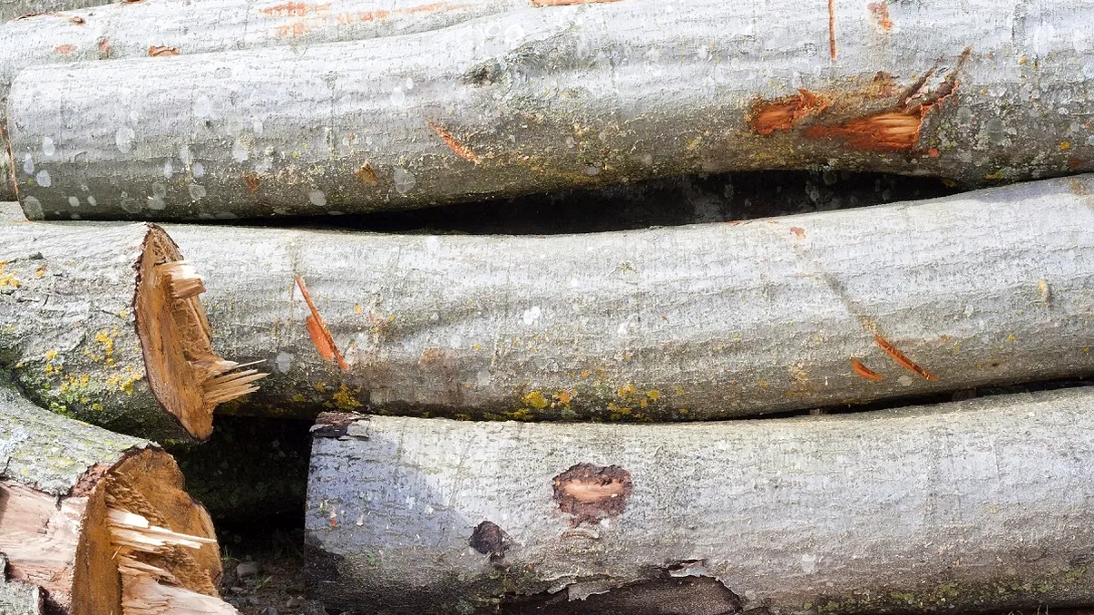 Doi bărbați au fost prinși de jandarmi în timp ce transportau ilegal bușteni. Cât au primit amendă