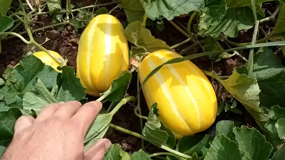 Fructul exotic cu care un tânăr din Arad a dat lovitura. Îi aduce câștiguri uriașe: „E cerere mare în străinătate”