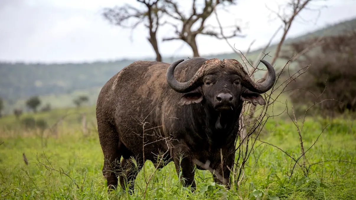Milionar american, ucis de un bivol uriaș în timpul unui safari. Animalul, supranumit „Moartea Neagră” l-a lovit cu 56 km/h