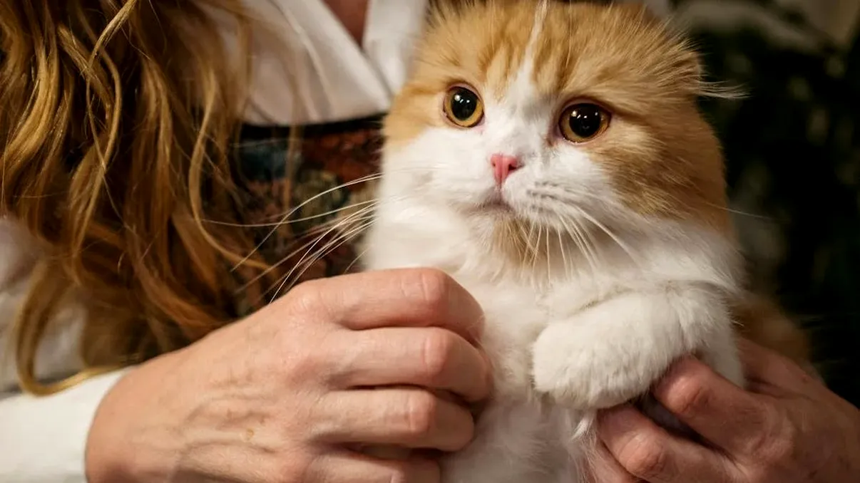 O tânără spune că relaţia cu iubitul ei a fost una minunată până în momentul când a aflat motivul pentru care nu-i suporta pisica. Ce ascundea bărbatul?