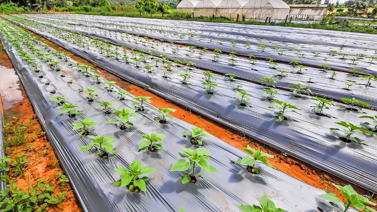 Recolte otrăvite în România. Ce au descoperit inspectorii agricoli pe câmpurile din sudul țării