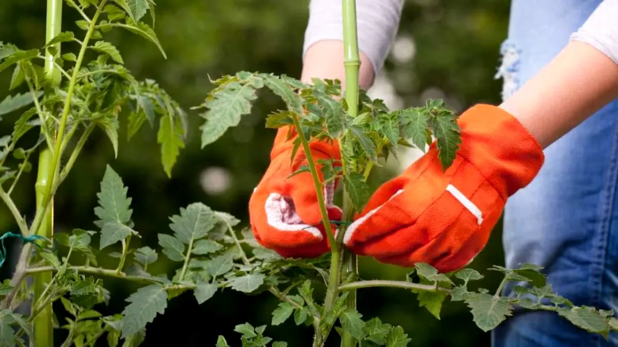 Tăierea tomatelor la sfârșit de vară. Trucurile grădinarilor experimentați