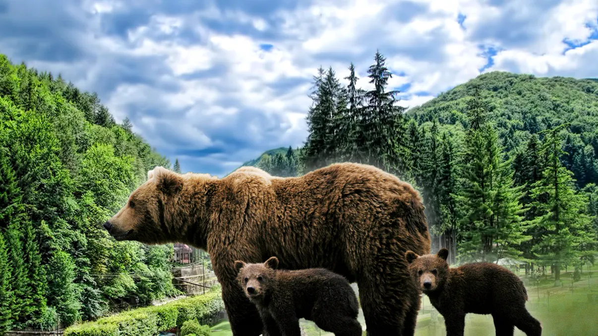 Trei urşi au fost găsiţi fără viaţă în judeţul Mureş. Ancheta arată că ar fi fost otrăviţi cu substanţe interzise