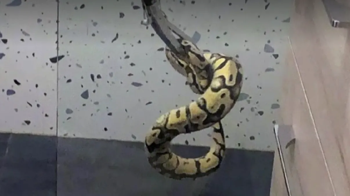 Un bucureştean s-a trezit în miez de noapte cu un piton în baie. Panicat, a sunat imediat la 112. De unde a venit şarpele?