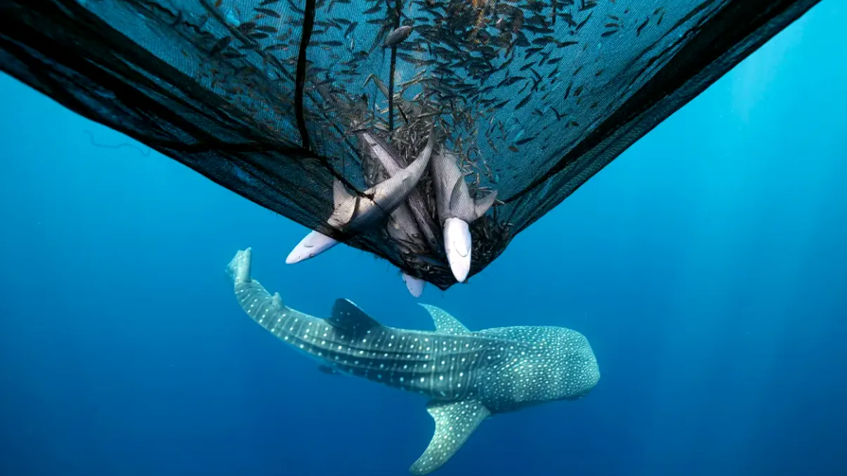 Imagini spectaculoase din competiția Ocean Photographer of the Year 2025 atrag atenția asupra fragilității mărilor