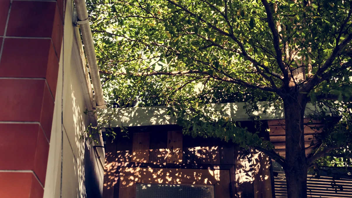 Ce poți să faci în situația în care copacul vecinului îți blochează lumina soarelui. Drepturi și soluții legale