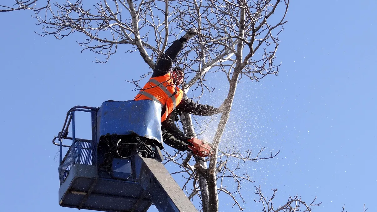 Ce amendă riști dacă toaletezi copacii fără acordul autorităților. Sancțiunile prevăzute de lege