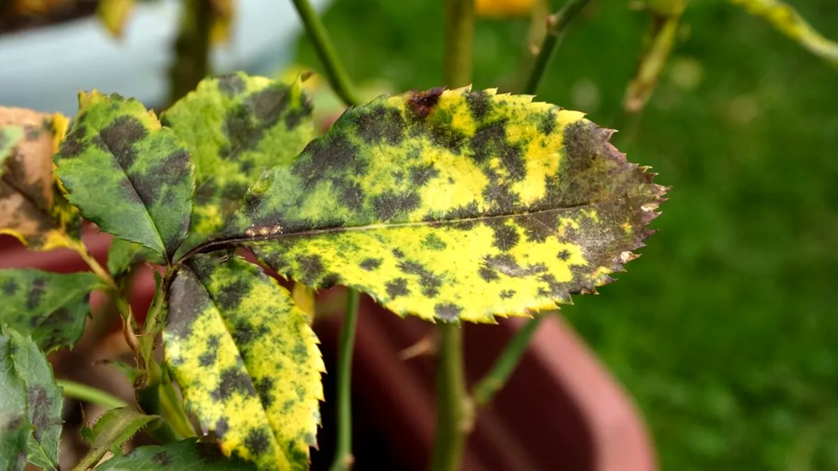 Cum elimini petele negre de pe trandafiri. Trucul simplu al grădinarilor pentru a scăpa rapid de problemă