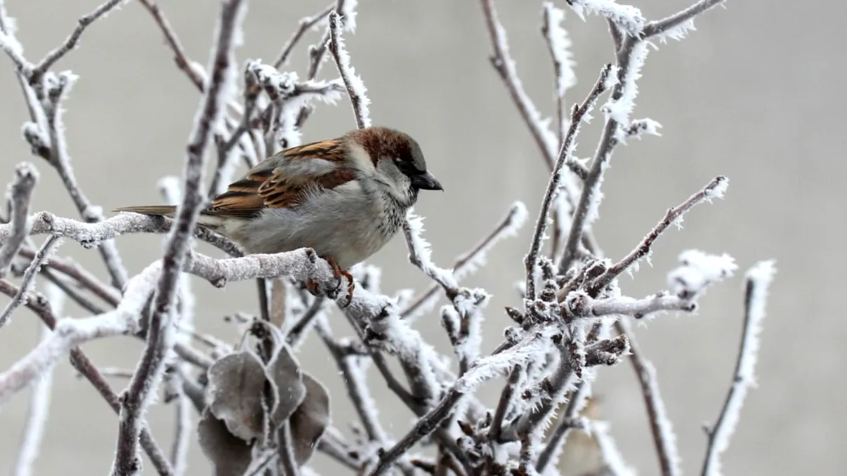 Oraşul din România în care s-au înregistrat -6,4 grade, duminică dimineaţă. Iarna a venit mai devreme pentru aceşti români