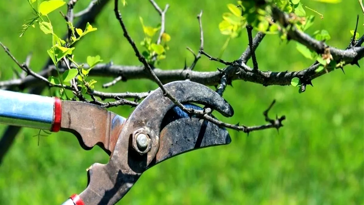 Tăierea pomilor în 2025: reguli de bază pentru rod bogat și pomi sănătoși
