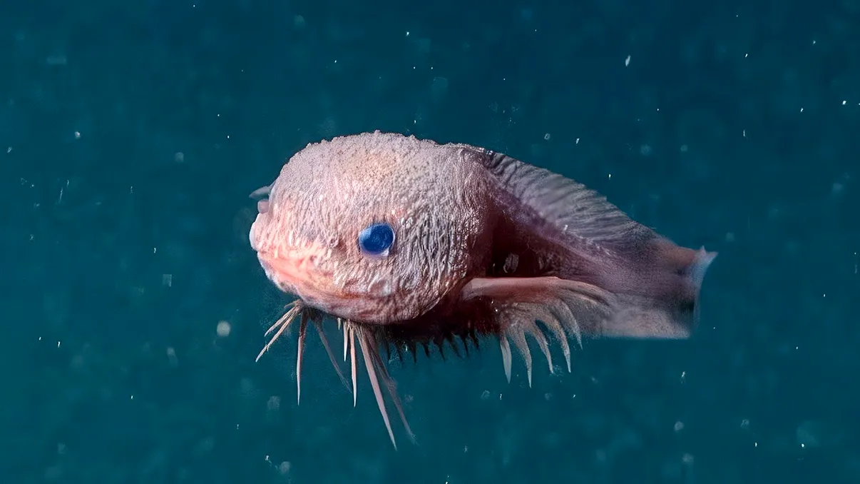 Bumpy, peștele melc care cucerește abisul: trei noi specii, descoperite în adâncurile oceanului VIDEO