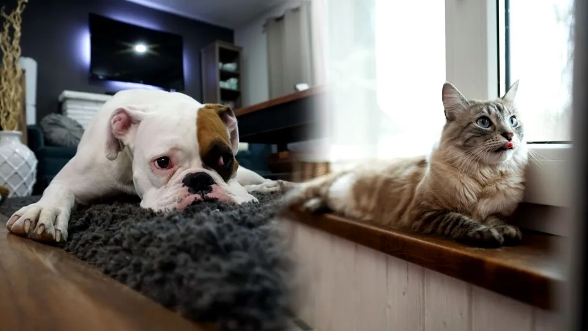 Ce spune legea despre animalele de companie în apartament – ce pot și ce nu pot face vecinii
