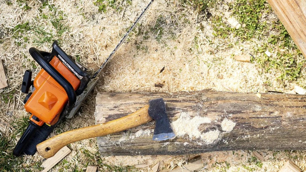 Copacii pe care nu ai voie să-i tai, chiar dacă sunt în curtea ta. Amenzile pot ajunge la 10.000 de lei