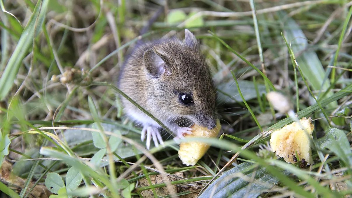 Cum să scapi de șoareci fără otravă: metode sigure pentru copii și animale