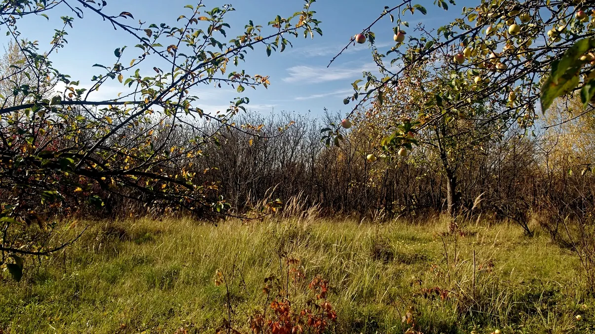 Grădina ta poate suferi din cauza acestor plante și pomi. Fac mai mult rău decât bine
