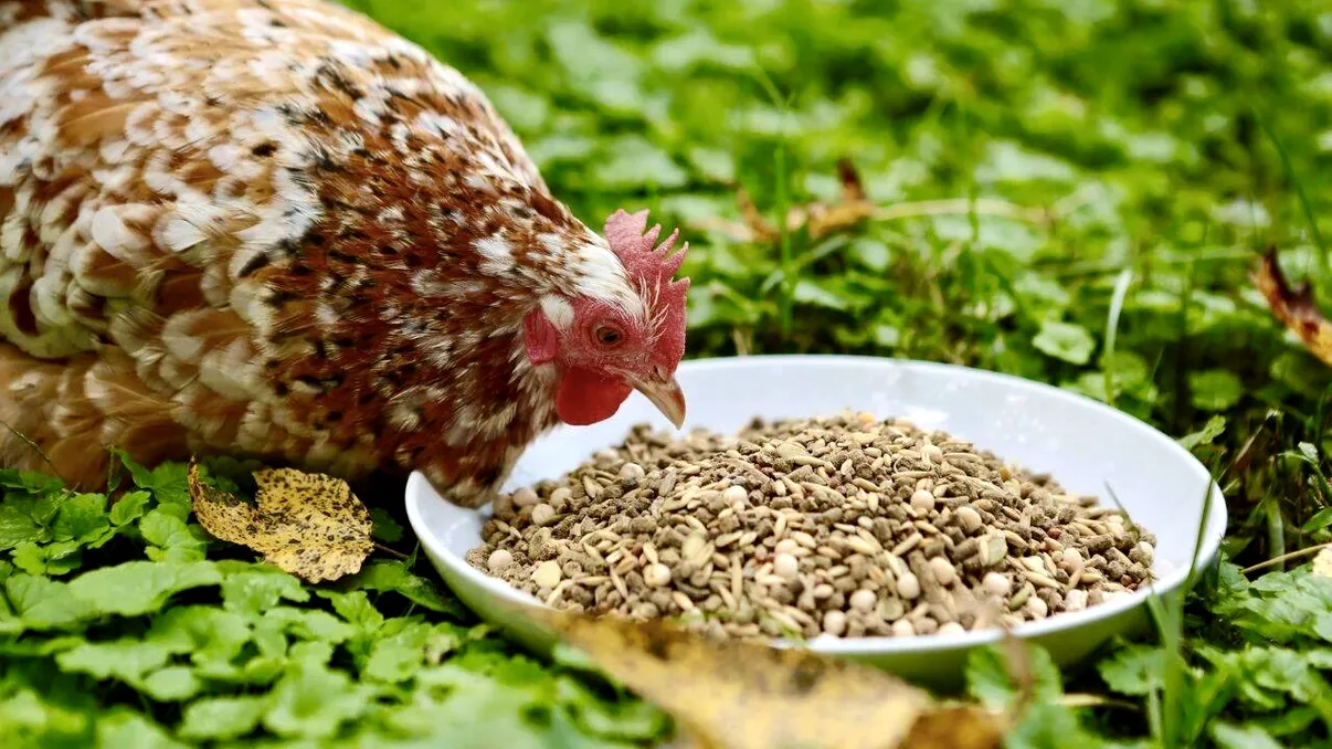 Hrănirea găinilor în sezonul rece. Aşa vor face ouă tot anul