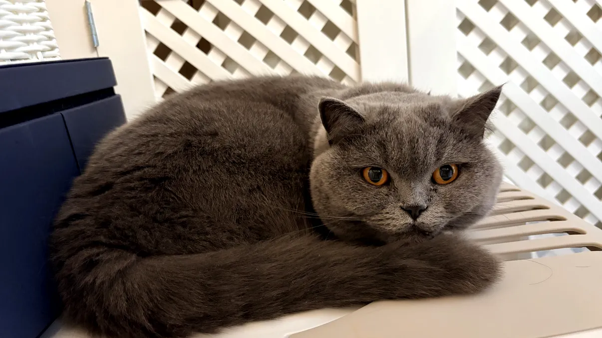 Când moare un animal de companie, durerea nu e „mai mică”: ce arată un studiu despre doliul prelungit