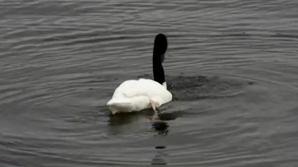 Pasărea din Australia şi Tasmania care a apărut pe un lac din România. Specia este una rară, cum a ajuns la noi