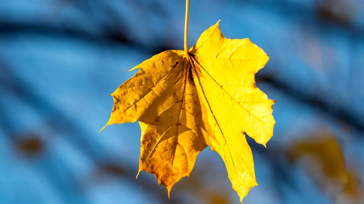 Vom avea un final de săptămână cu temperaturi de vară, de până la 24 de grade. Anunțul ANM