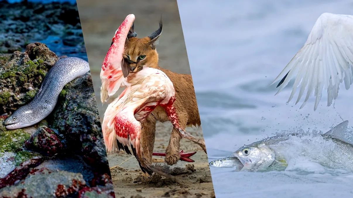 FOTO Cele mai frumoase imagini de la Wildlife Photographer of the Year 2025. Așa vezi lumea sălbatică prin ochii fotografilor