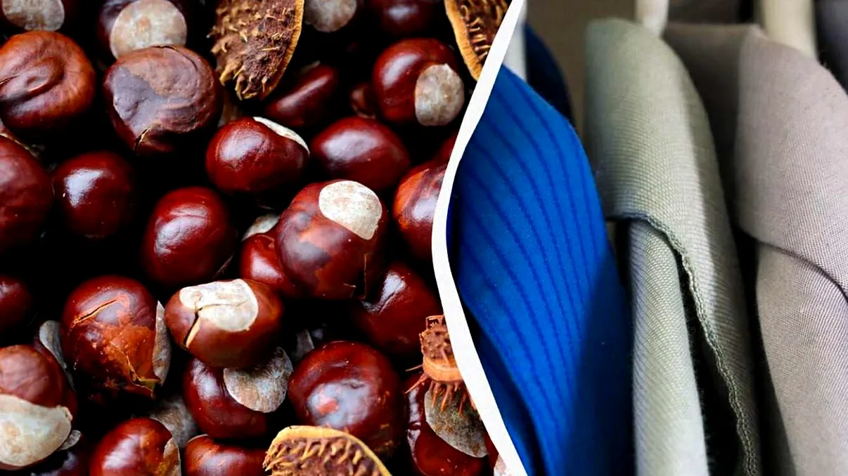 De ce pun oamenii castane în dulap toamna: trucul simplu care te scapă de o problemă veche din casă