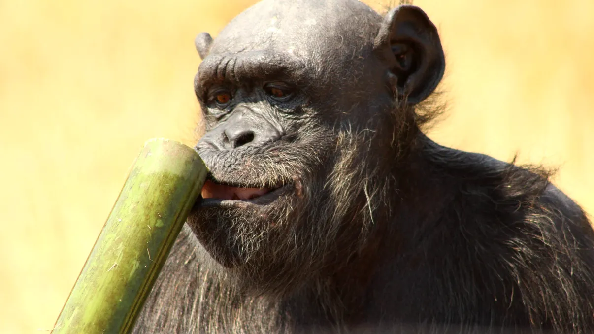 Cel mai bătrân cimpanzeu din lume are peste 80 de ani și are grijă de puii din sanctuarul său din Africa de Sud