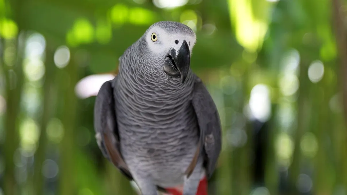 „Să fii bine. Te iubesc”: Cum a schimbat papagalul Alex tot ceea ce se credea despre inteligența animalelor