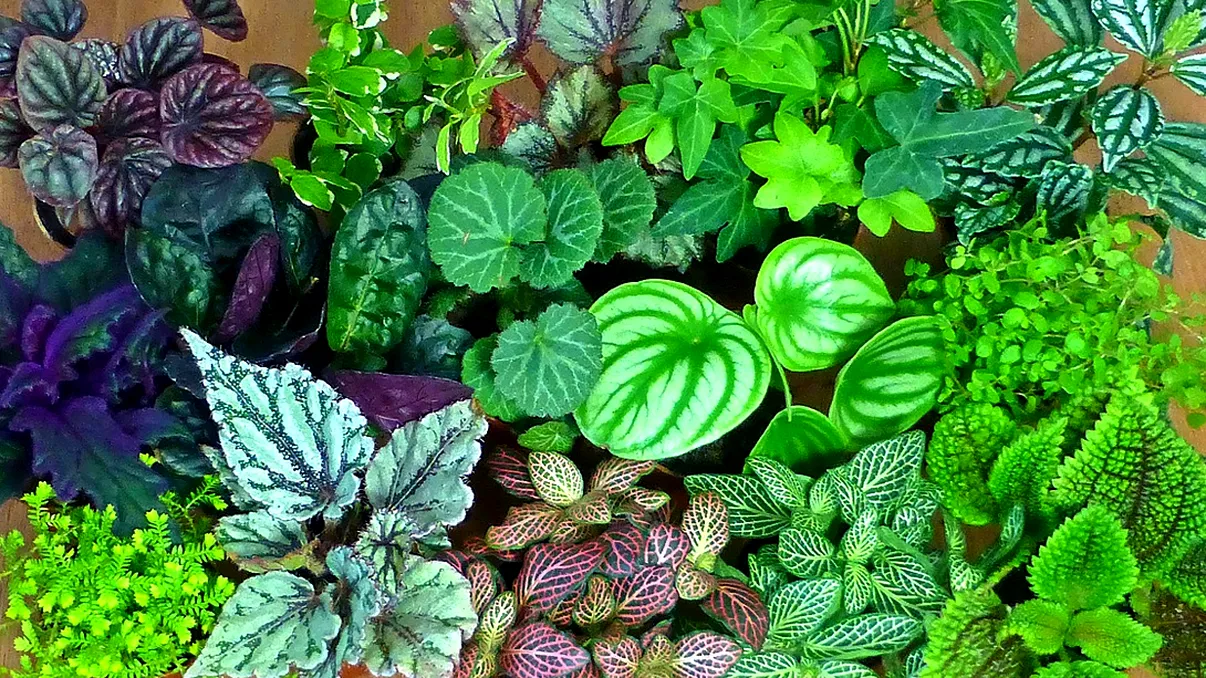 O „limbă secretă” a plantelor: Cercetătorii descifrează semnalele celulelor vegetale