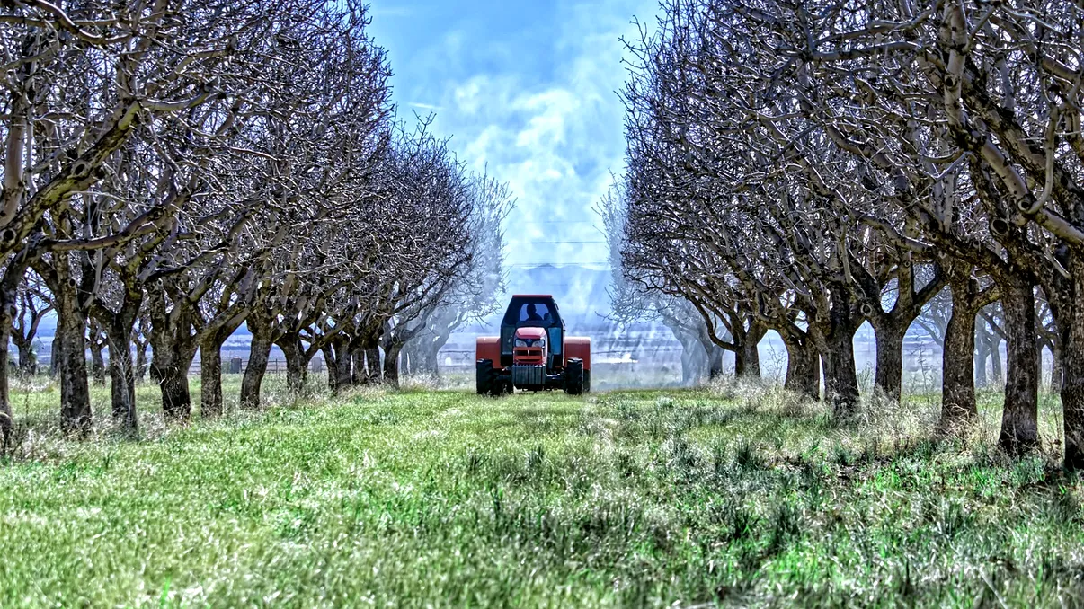 Cum se curăţă corect pomii în octombrie. Aşa te asiguri că vor fi plini de flori în primăvară