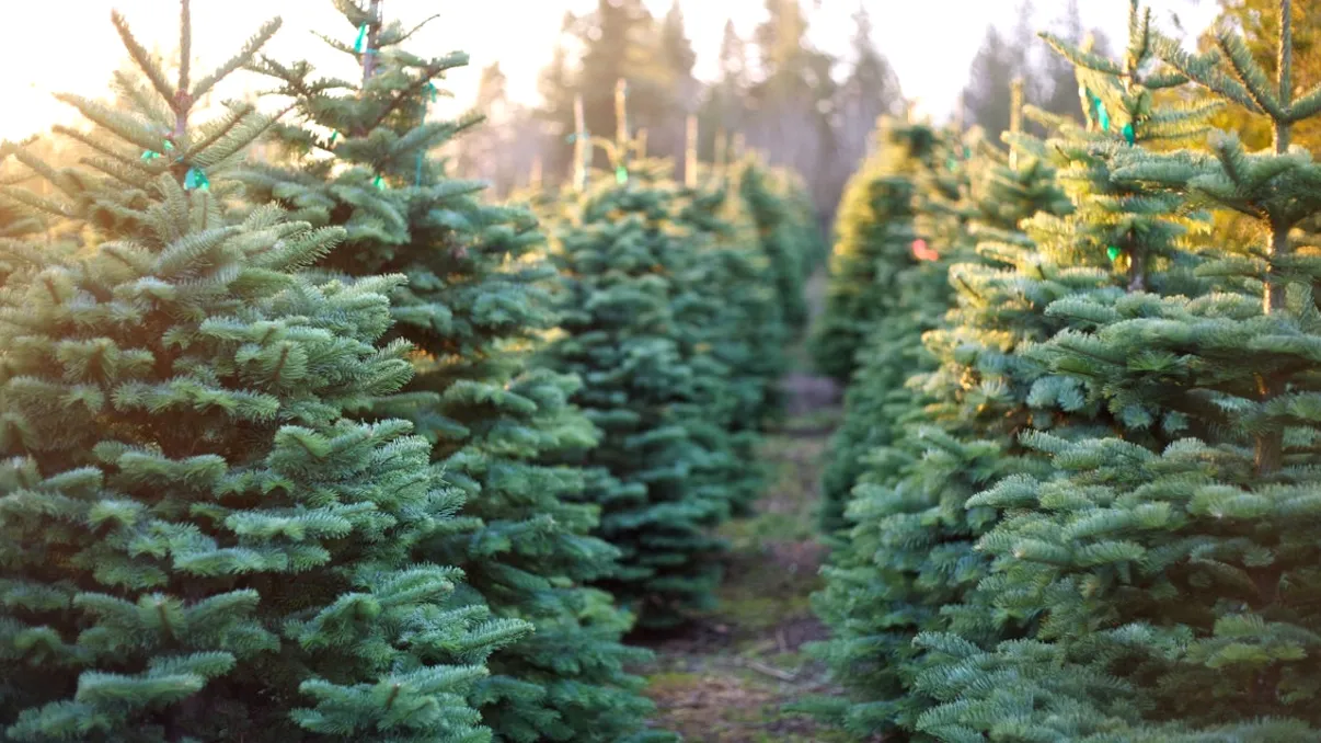 Cât costă un pom de Crăciun cumpărat direct de la Romsilva. Prețurile încep de la doar câțiva lei