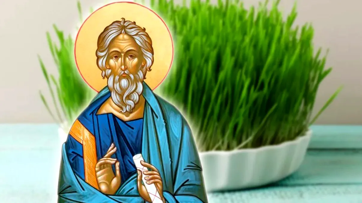 Ce spune tradiția despre grâul de Sfântul Andrei dacă se îngălbenește sau se usucă