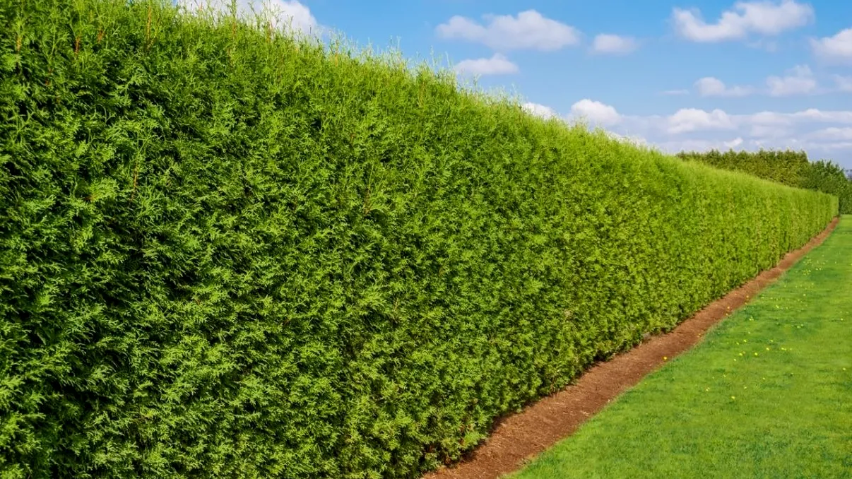 Cele mai rezistente specii de gard viu care nu se scutură toamna. Ce plante rămân verzi tot anul