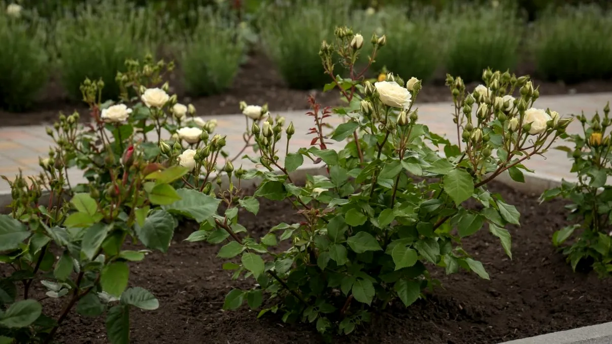 Mușuroirea trandafirilor toamna: când se face corect și ce greșeli trebuie evitate