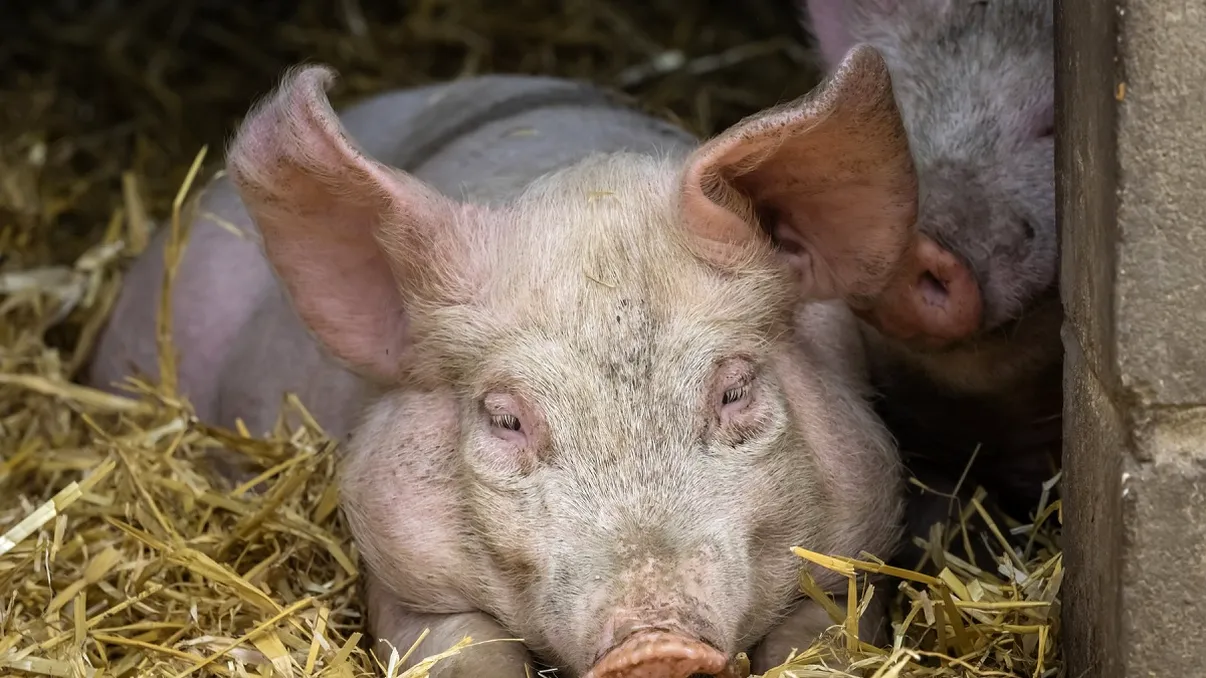 Prețul cărnii de porc înainte de Crăciun: cât plătesc românii acum, după primele creșteri ale cererii