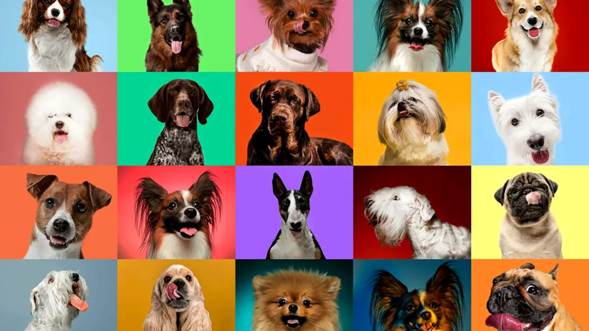 Diversitatea raselor de câini a apărut după ce omul a îmblânzit lupul. Când s-a întâmplat și cum a schimbat asta totul