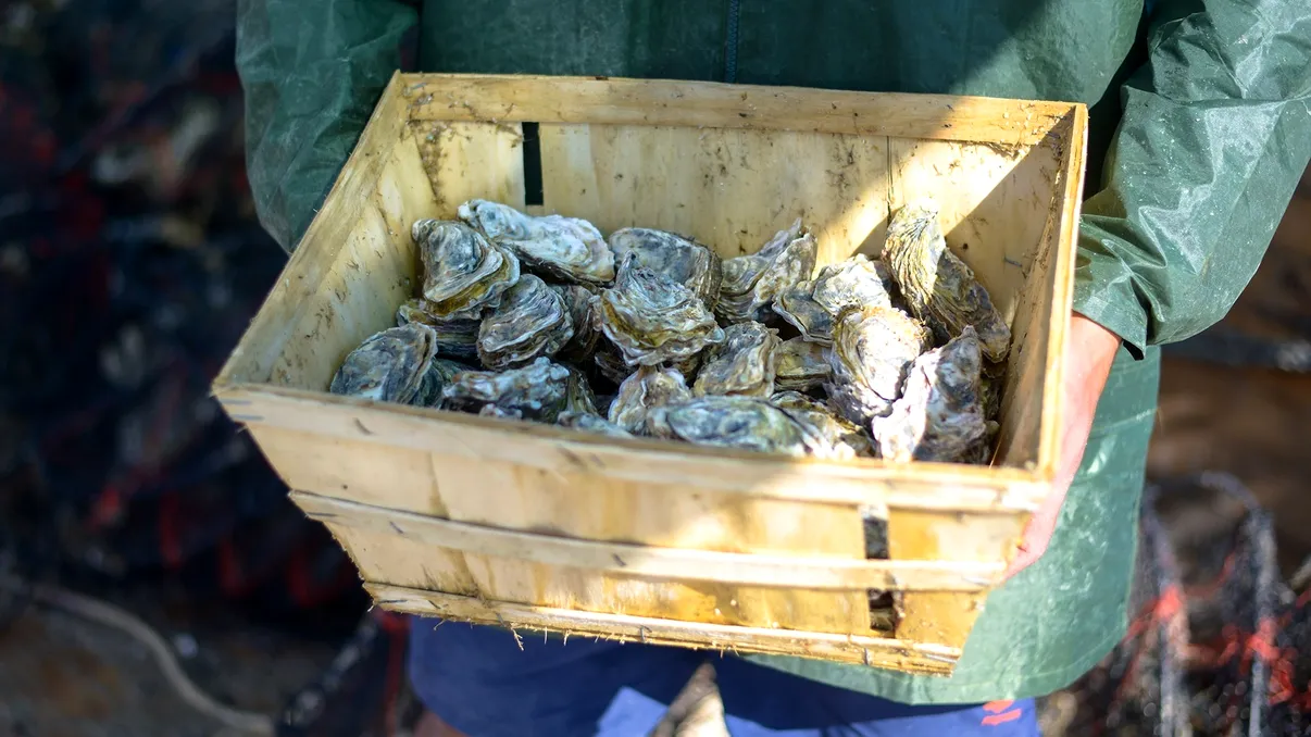 România inaugurează prima fermă de stridii din Marea Neagră: cum arată producția după un an de teste