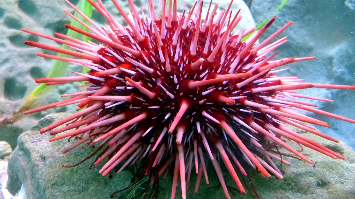 Descoperire surprinzătoare legată de aricii de mare: Ce biologie extraordinară ascund, de fapt