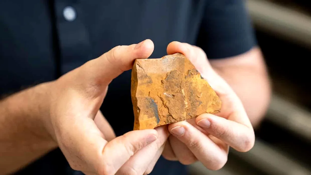 O nouă descoperire rescrie istoria evoluției musculițelor. Fosila, un mister pentru oamenii de știință