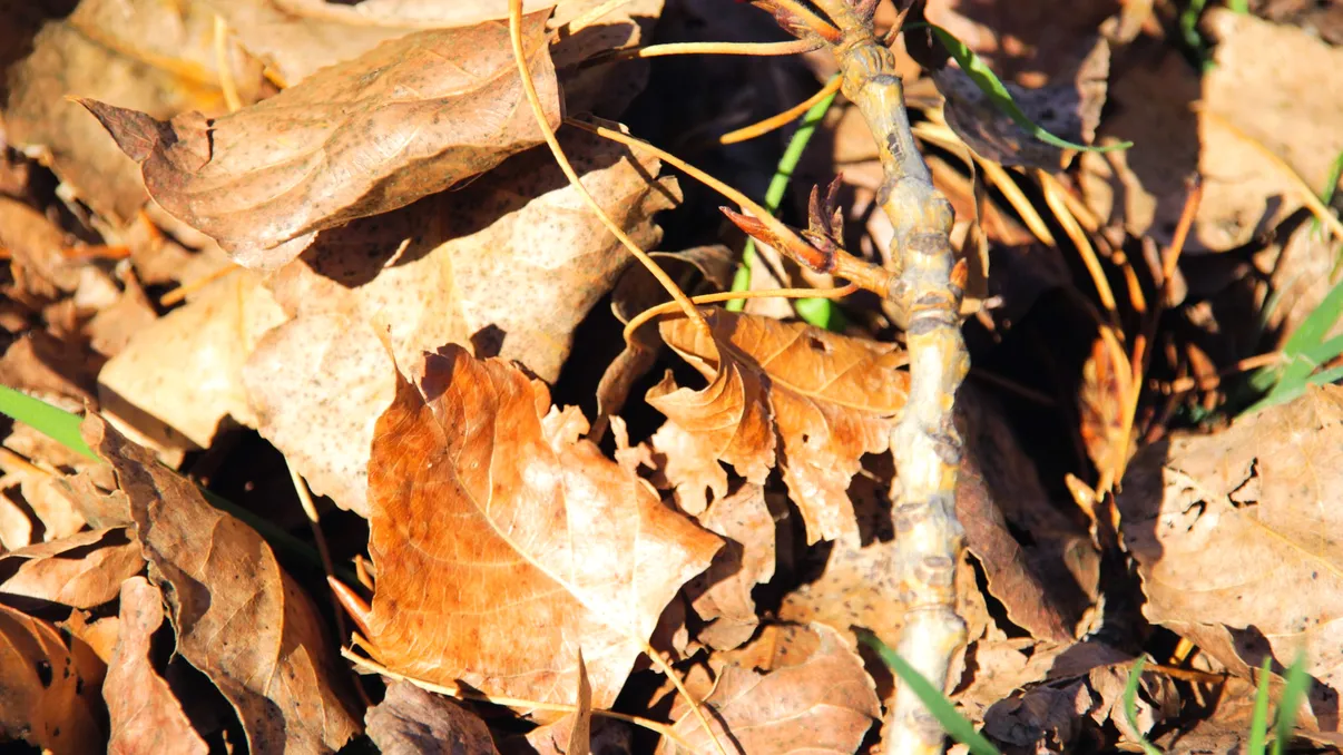 Ce trebuie să faci cu frunzele uscate din curte? Iei amendă de 20.000 de lei dacă le dai foc