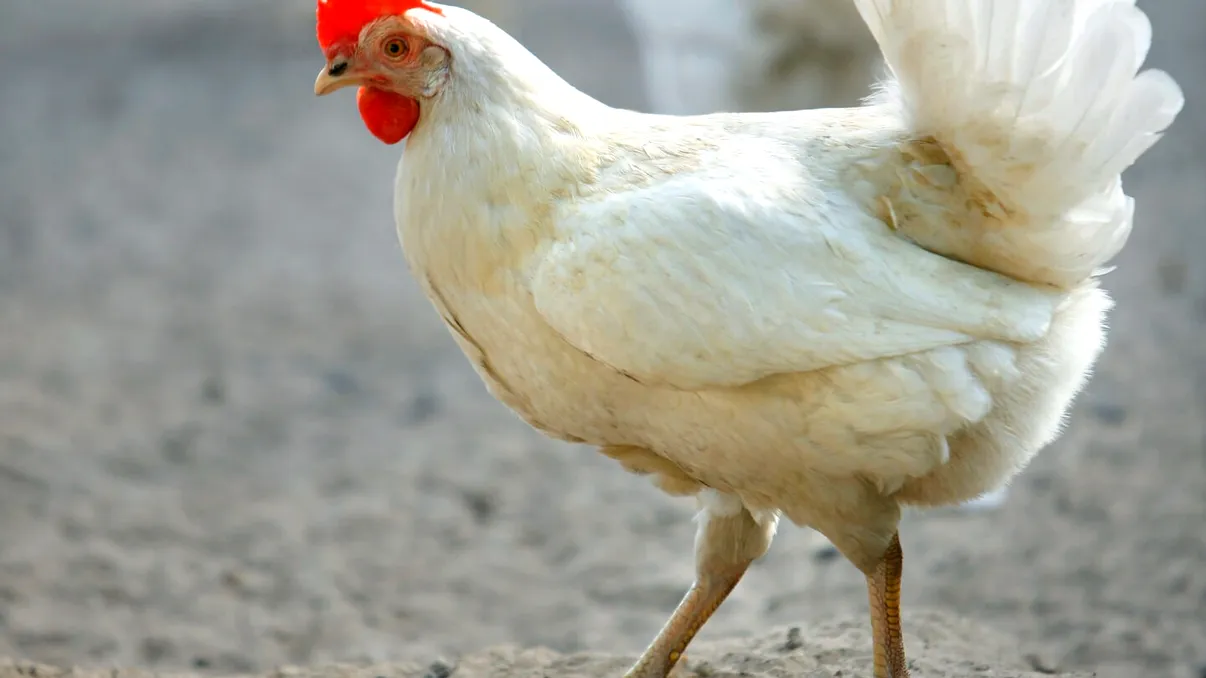 Primul caz de gripă aviară H5N5 la om: Ce se știe despre noua tulpină și riscurile pentru populație