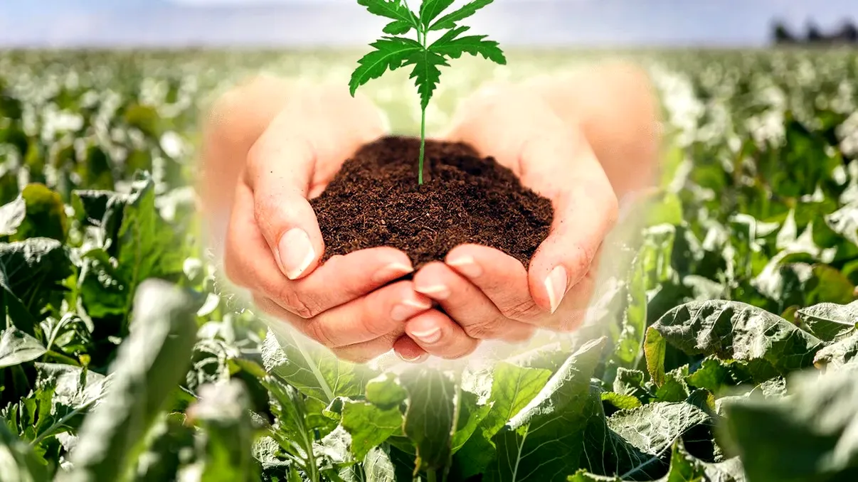 „Nu va fi nicio taxă pe sere sau solarii