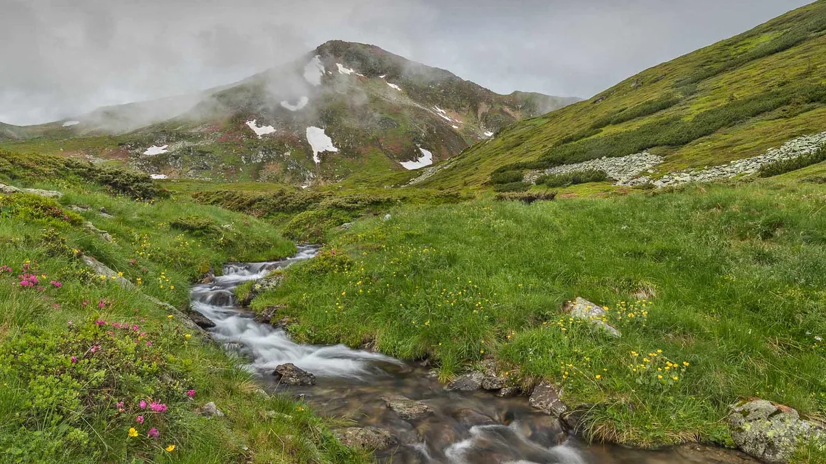 Animalele reintroduse în Carpați care au devenit simbolul lacurilor glaciare: Cum s-a refăcut specia dispărută în secolul XIX