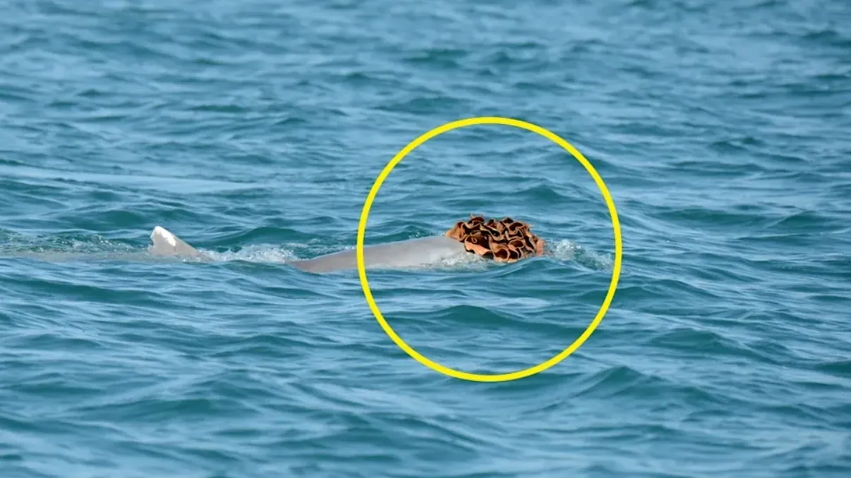 Ipostaza inedită în care au fost surprinși niște delfini. Comportamentul bizar, menit să impresioneze femelele