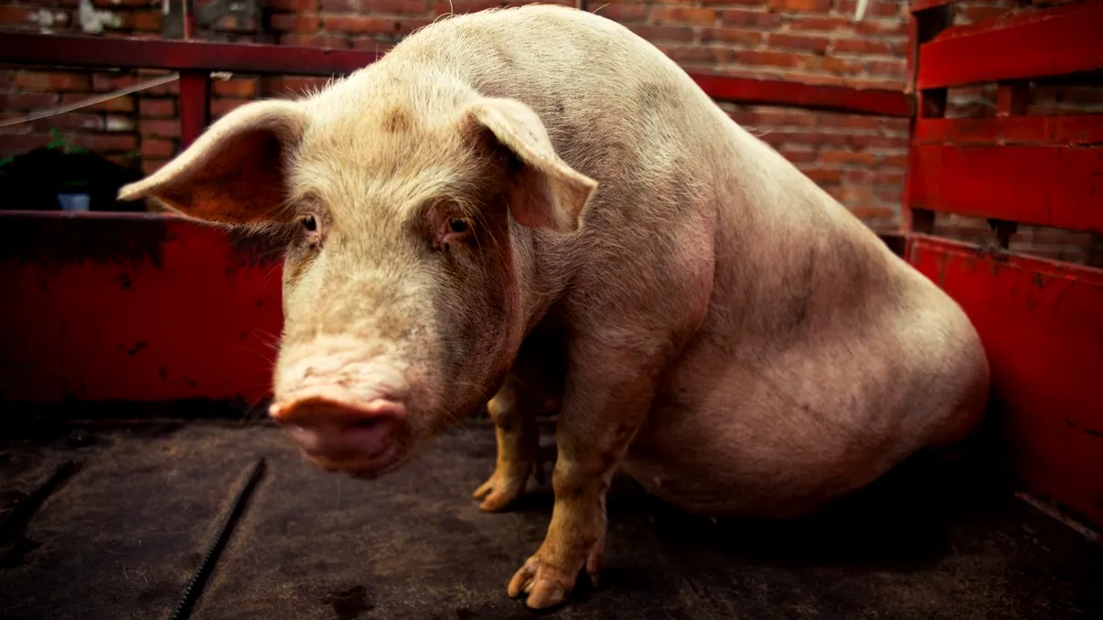 Cât costă, de fapt, un porc de 150 kg dacă împarți prețul pe kilogramele de carne rămase. Prețul real